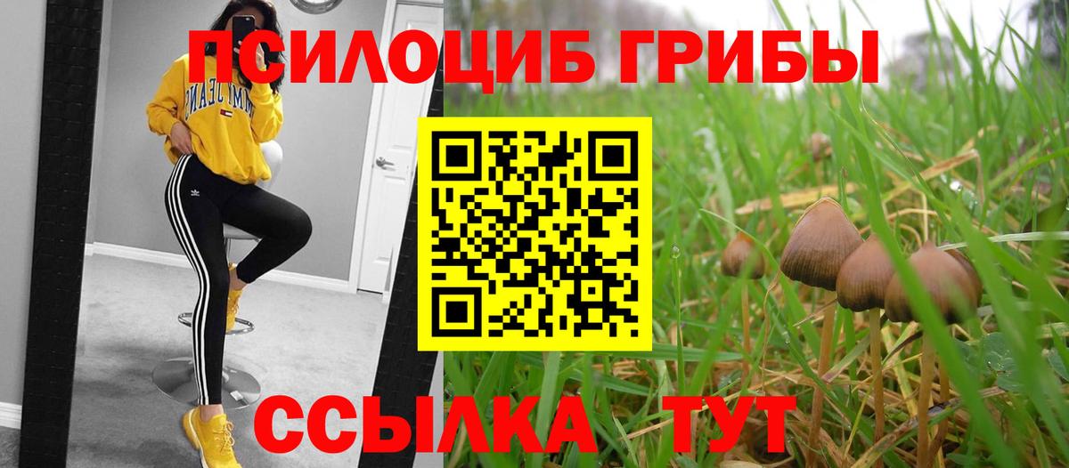 Сунжа  Галлюциногенные грибы Cubensis  Псилоцибиновые грибы Psilocybe  Вход с VPN 